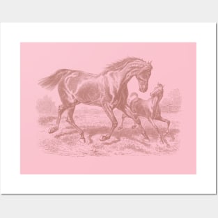 A Mare with a Foal - Horse Illustration Posters and Art